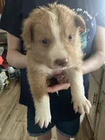 Chester, a male Australian Shepherd and Goldendoodle for sale in Green Bay, WI – 2 of 4