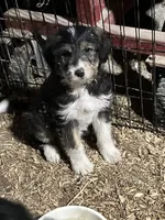 Flashy, a female Aussiedoodle and Miniature Goldendoodle for sale in Green Bay, WI – Photo 1 of 5