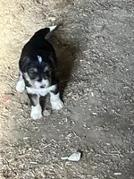 Flashy, a female Aussiedoodle and Miniature Goldendoodle for sale in Green Bay, WI – Photo 2 of 5