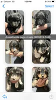 Flashy, a female Aussiedoodle and Miniature Goldendoodle for sale in Green Bay, WI – Photo 5 of 5