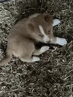 Chester, a male Australian Shepherd and Goldendoodle for sale in Green Bay, WI – 3 of 4
