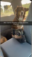 Bit o honey, a female Australian Shepherd and German Shepherd Dog for sale in Green Bay, WI – 2 of 4