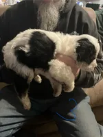 Male 3, a male Miniature Aussiedoodle for sale in Green Bay, WI – Photo 2 of 2