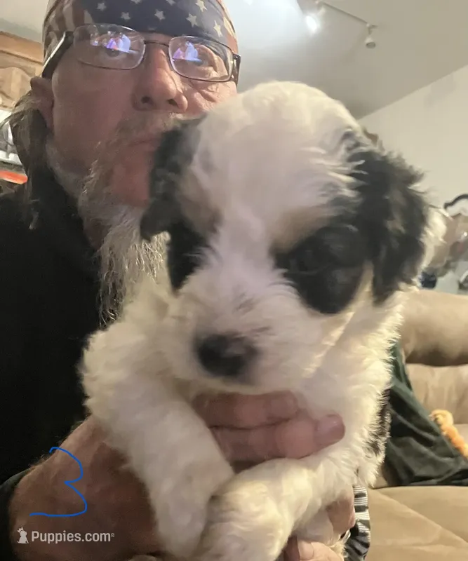 Male 3 – Miniature Aussiedoodle puppy for sale in Green Bay, WI