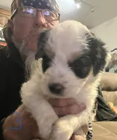 Male 3, a male Miniature Aussiedoodle for sale in Green Bay, WI – Photo 1 of 2