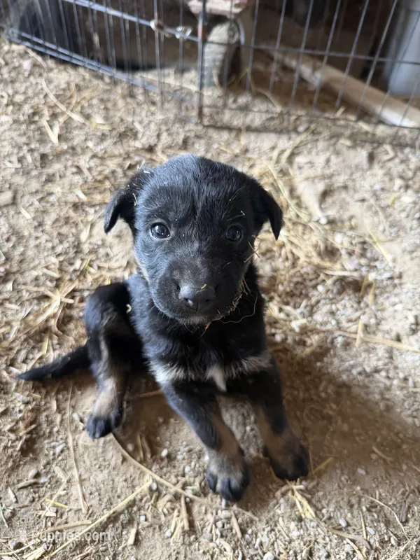 Milky Way male 4 – Australian Shepherd, German Shepherd Dog puppy for sale in Green Bay, WI
