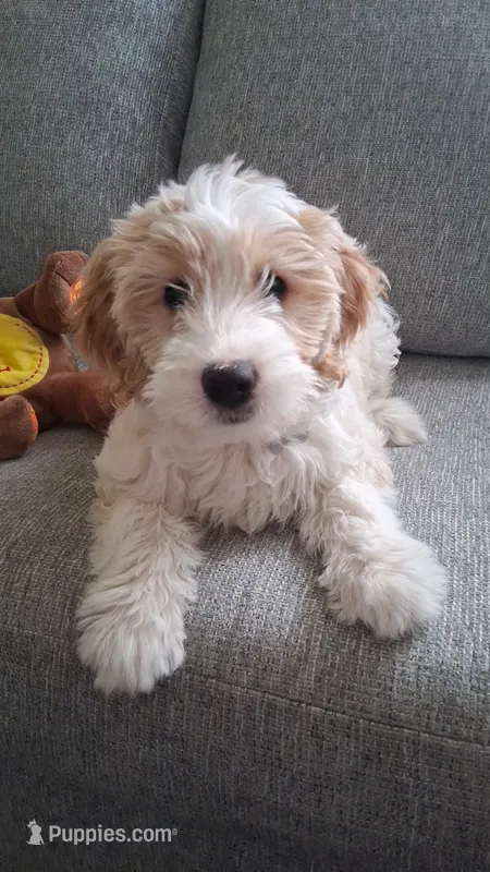 Caramello  – Border Collie, Miniature Goldendoodle puppy for sale in Green Bay, WI