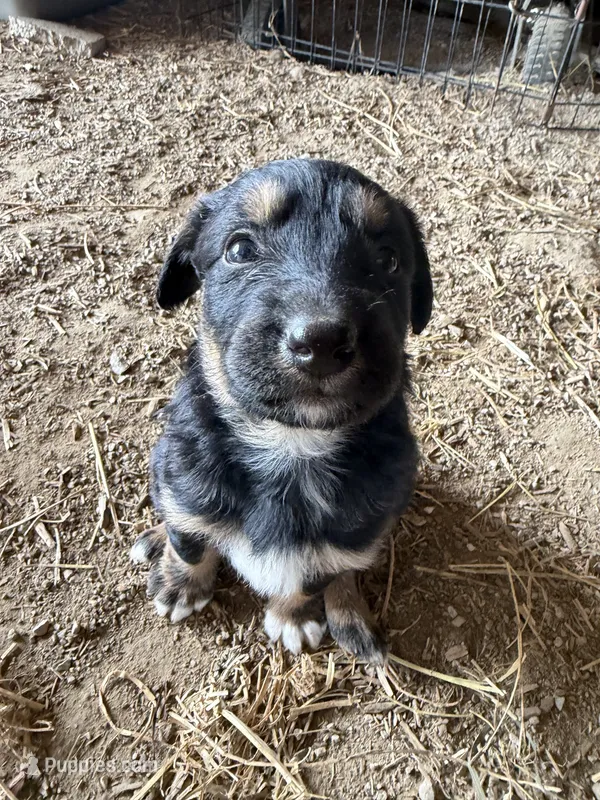 Twix male 2 – Australian Shepherd, German Shepherd Dog puppy for sale in Green Bay, WI