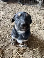 Twix male 2, a male Australian Shepherd and German Shepherd Dog for sale in Green Bay, WI – 1 of 4