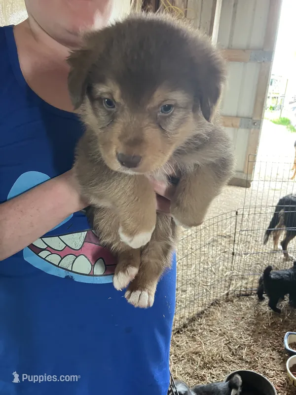 Brown bear – Australian Shepherd, Goldendoodle puppy for sale in Green Bay, WI