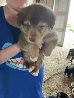 Brown bear, a male Australian Shepherd and Goldendoodle for sale in Green Bay, WI – 3 of 4