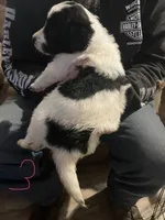 Female 3 puppy, a female Miniature Aussiedoodle for sale in Green Bay, WI – Photo 2 of 2