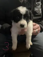 Female 3 puppy, a female Miniature Aussiedoodle for sale in Green Bay, WI – Photo 1 of 2
