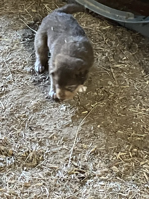Brown bear – Australian Shepherd, Goldendoodle puppy for sale in Green Bay, WI