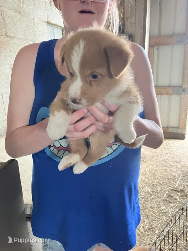 Chester – Australian Shepherd, Goldendoodle puppy for sale in Green Bay, WI