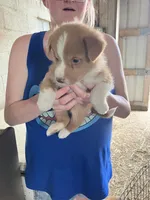 Chester, a male Australian Shepherd and Goldendoodle for sale in Green Bay, WI – 1 of 4
