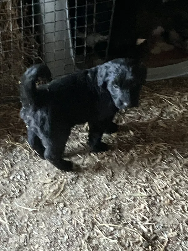 Midnight – Australian Shepherd, Goldendoodle puppy for sale in Green Bay, WI