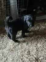 Midnight, a female Australian Shepherd and Goldendoodle for sale in Green Bay, WI – 1 of 4