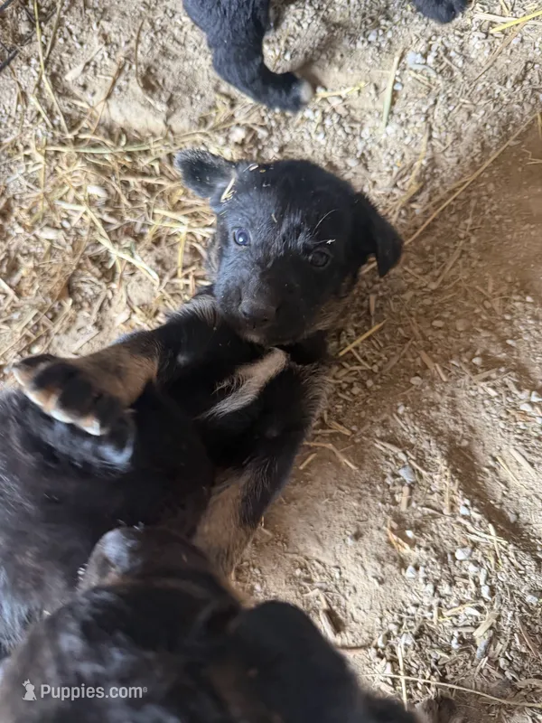 Snickers male puppy 3 – Australian Shepherd, German Shepherd Dog puppy for sale in Green Bay, WI