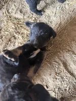 Snickers male puppy 3, a male Australian Shepherd and German Shepherd Dog for sale in Green Bay, WI – 1 of 4