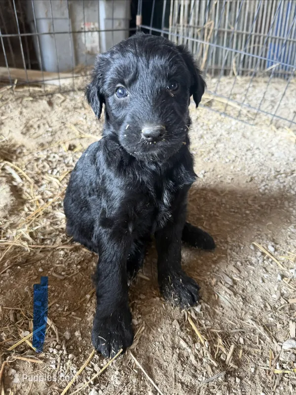 Smokey male 1 – Australian Shepherd, German Shepherd Dog puppy for sale in Green Bay, WI