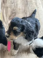 Female 1, a female Miniature Aussiedoodle for sale in Green Bay, WI – Photo 2 of 2