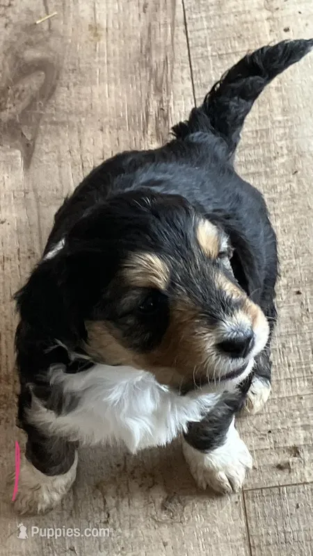 Female 1 – Miniature Aussiedoodle puppy for sale in Green Bay, WI