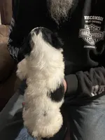 Male 2, a male Miniature Aussiedoodle for sale in Green Bay, WI – Photo 2 of 2