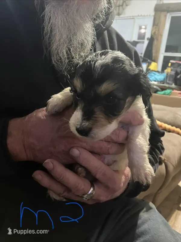 Male 2 – Miniature Aussiedoodle puppy for sale in Green Bay, WI