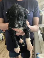 King, a male Australian Shepherd and Goldendoodle for sale in Green Bay, WI – 3 of 4
