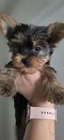 Cyclops, a male Yorkshire Terrier for sale in Haines City, FL – 1 of 2