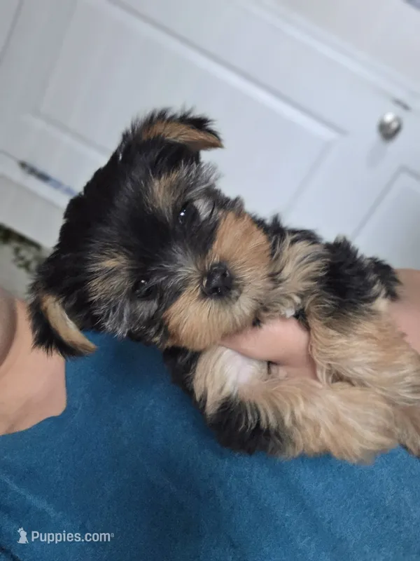 Storm – Yorkshire Terrier puppy for sale in Haines City, FL