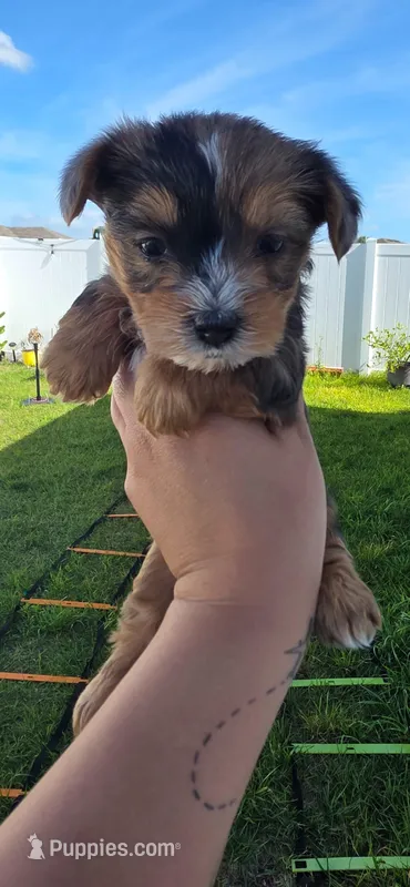 Pearl – Yorkshire Terrier puppy for sale in Haines City, FL