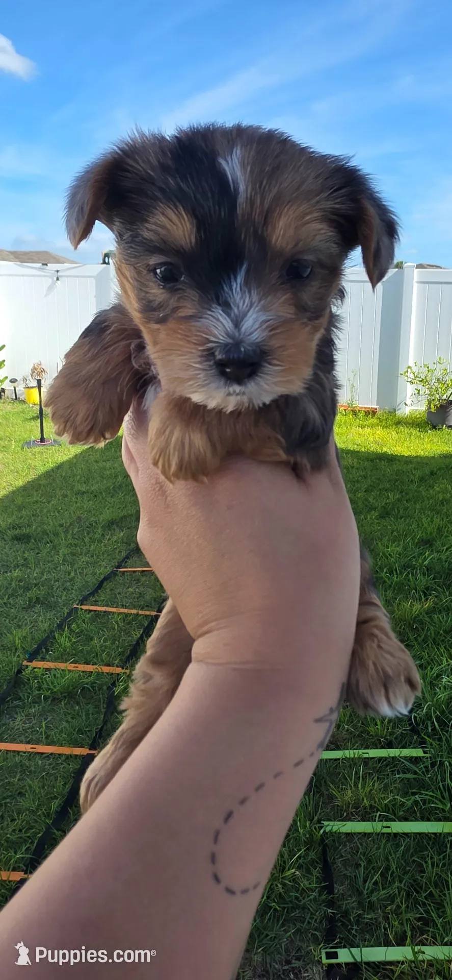 Pearl, a female Yorkshire Terrier for sale in Haines City, FL – Photo 1 of 3