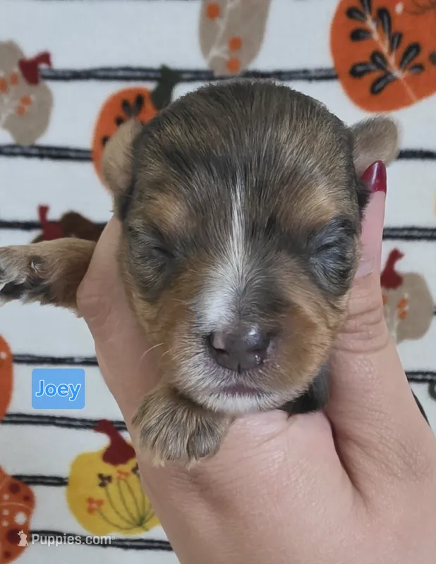 Joey – Yorkshire Terrier puppy for sale in Haines City, FL