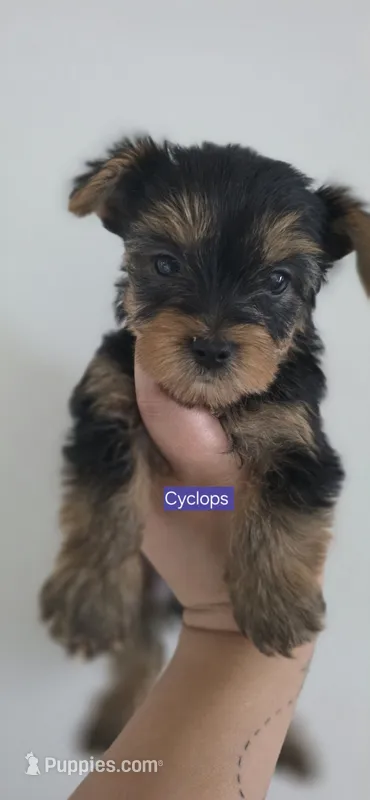 Cyclops – Yorkshire Terrier puppy for sale in Haines City, FL