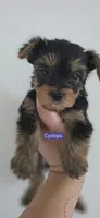 Cyclops, a male Yorkshire Terrier for sale in Haines City, FL – 1 of 1
