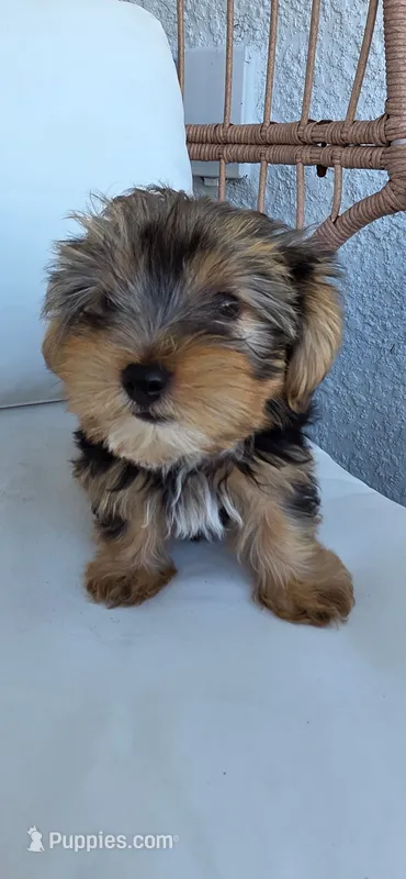Pauly – Yorkshire Terrier puppy for sale in Haines City, FL