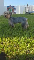 Pauly, a male Yorkshire Terrier for sale in Haines City, FL – 2 of 10