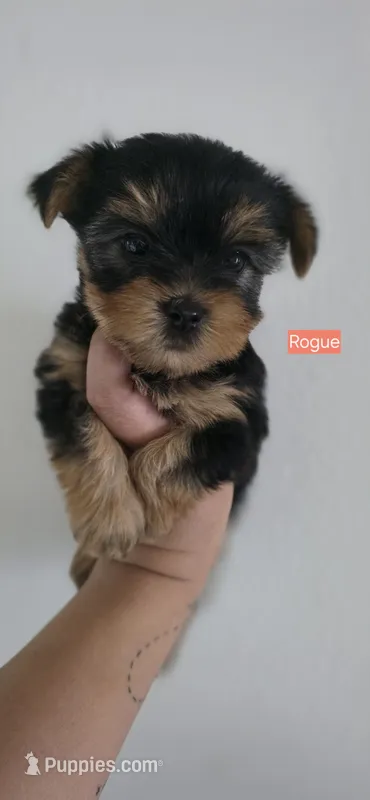 Rogue – Yorkshire Terrier puppy for sale in Haines City, FL