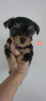 Rogue, a female Yorkshire Terrier for sale in Haines City, FL – 1 of 1