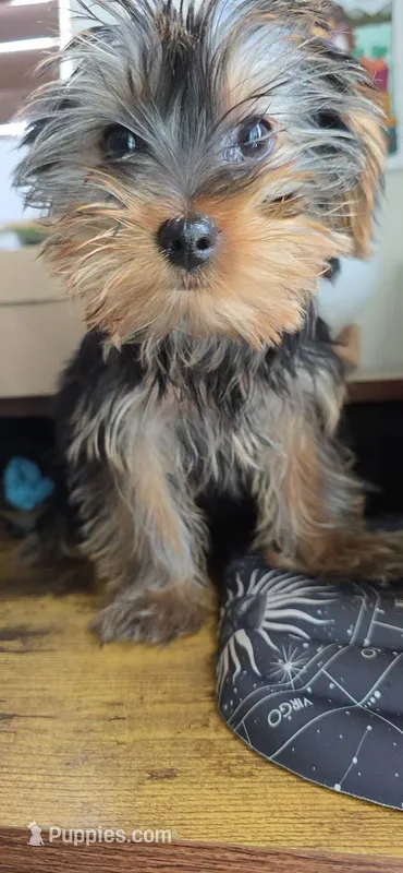 Cyclops – Yorkshire Terrier puppy for sale in Haines City, FL