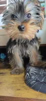Cyclops, a male Yorkshire Terrier for sale in Haines City, FL – 3 of 8
