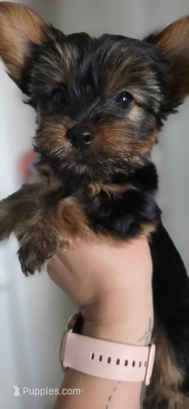 Gambit – Yorkshire Terrier puppy for sale in Haines City, FL