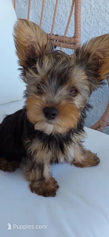 Jimmy – Yorkshire Terrier puppy for sale in Haines City, FL