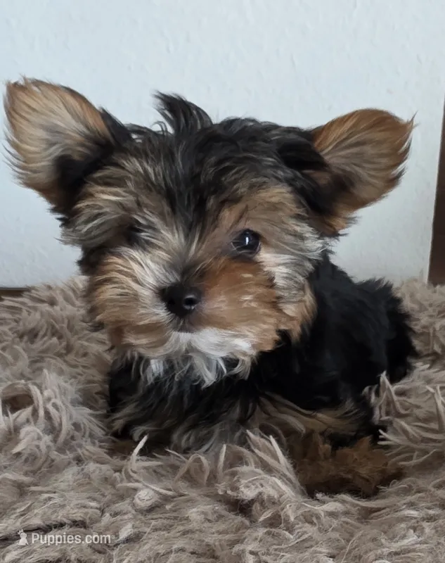 Minnie – Yorkshire Terrier puppy for sale in Haines City, FL