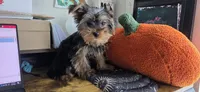 Cyclops, a male Yorkshire Terrier for sale in Haines City, FL – 4 of 8