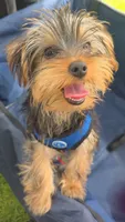 Cyclops, a male Yorkshire Terrier for sale in Haines City, FL – 2 of 8