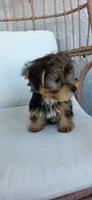 Pauly, a male Yorkshire Terrier for sale in Haines City, FL – 2 of 6
