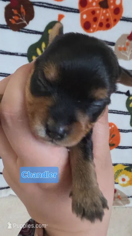 Chandler – Yorkshire Terrier puppy for sale in Haines City, FL